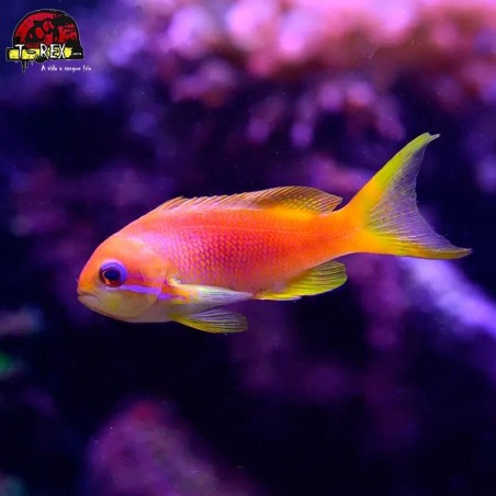 comprar peixes de água salgada