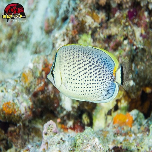 comprar peixes de água salgada