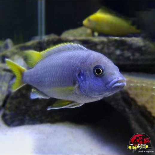 Peixe Ciclídeo Africano -...