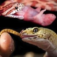 Alimento Vivo