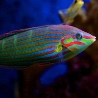 Wrasses
