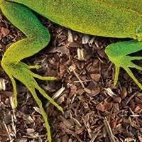Substratos para Terrários de Répteis - Crie um Ambiente Natural e Saudável!