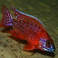 Peixes Ciclídeos Africanos, Disco e Oscar - Compre Agora na Loja Online!