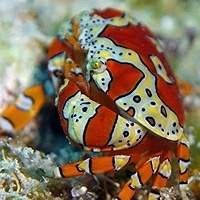 Invertebrados