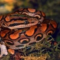 Pedra Aquecida para Cobras