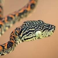 Venda de Cobras Corallus Hortulanus Legalizadas | Répteis