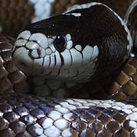 King Snake Legalizada