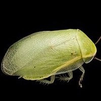 Barata de Verde - Alimento Vivo de Qualidade para Répteis