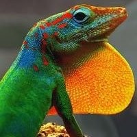 Répteis Exóticos à Venda - Lagarto Anolis Legalizado e Mais
