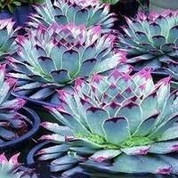 Mudas de Suculentas à Venda - Beleza e Facilidade de Cuidado em um só Lugar!