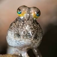 Venda de Peixe Mudskipper - Peixes Exóticos para Aquários